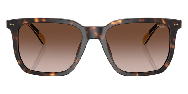 Shiny Dark Havana / Gradient Dark Brown / 55-18-145