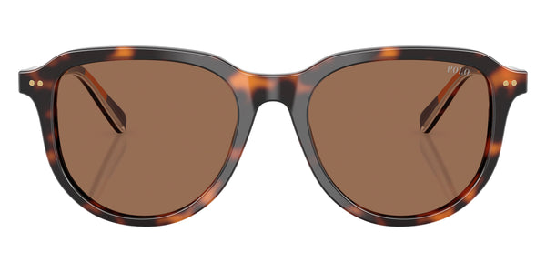 Shiny Dark Havana/Havana/Stripes / Dark Brown / 53-18-145