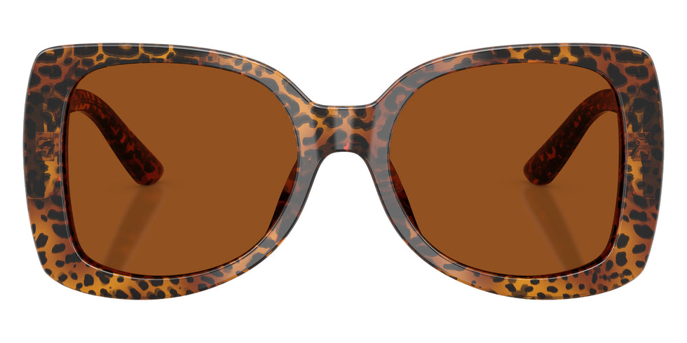 DOLCE&GABBANA DX4012 347073 50 - Leo Transparent / Dark Brown #id:dx4012347073_s:104100