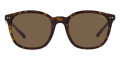 Shiny Dark Havana / Brown