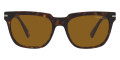 Tortoise / Brown