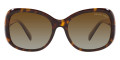 Tortoise / Polarized Brown Gradient