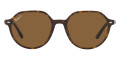 Havana / Polarized Brown