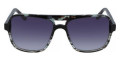 Black Tortoise