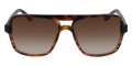 Brown Toroise